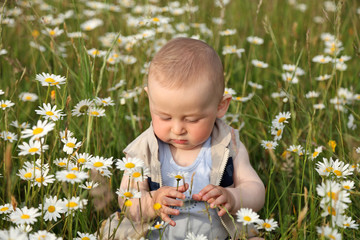 Mały chłopak na łące, ogląda kwiaty. - obrazy, fototapety, plakaty