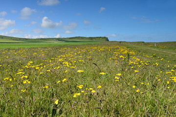 printemps dur la côte