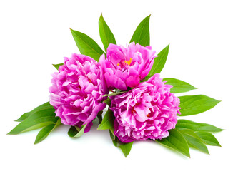Pink peonies isolated on a white background.