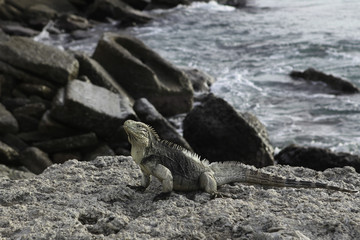 Iguana