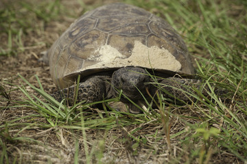 Gopher Tortoise