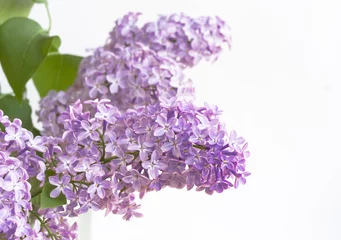 Photo sur Plexiglas Lilas branche de lilas