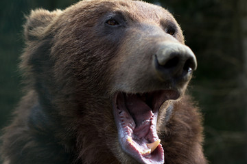Brown bear with open mouth