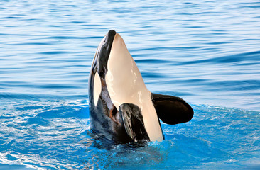 Fototapeta premium Killer whale