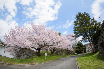 Cherry blossom at Yamagata castle (Kajo Park)