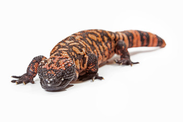 Gila Monster Lizard Crawling Forward