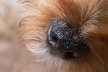 Yorkshire Terrier Nose