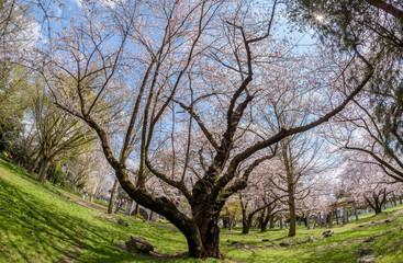 Cherry blossom at Yamagata castle (Kajo Park)