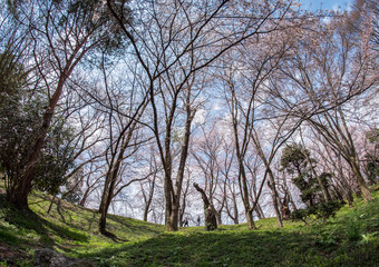 Cherry blossom at Kajo Park,Japan