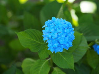 アジサイ