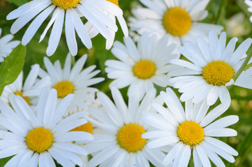 daisy flowers