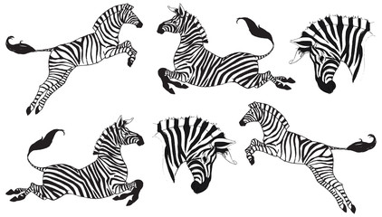 Zebras - obrazy, fototapety, plakaty