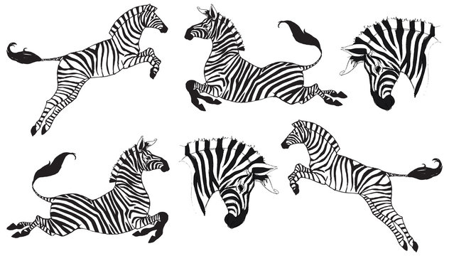 Zebras