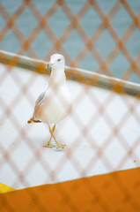 Stolzierende Möwe, NYC