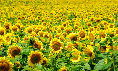 Obraz premium sunflowers