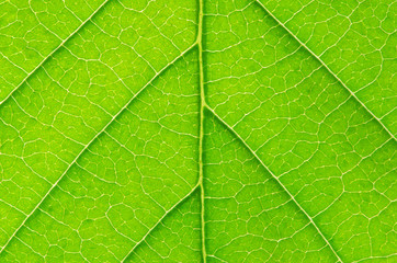 Fototapeta na wymiar structure of leaf