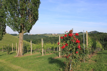 Weingarten Sernau 12