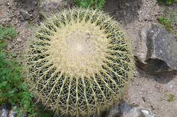 kaktus- schwiegermuttersitz