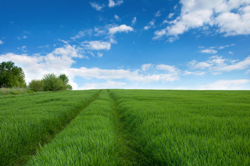 Wild road in a green meadow with wheat sprouts and blue sky with