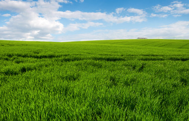 Obraz premium Meadow with green wheat sprouts and blue sky with clouds