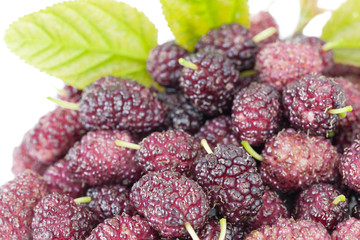 Mulberries on white background