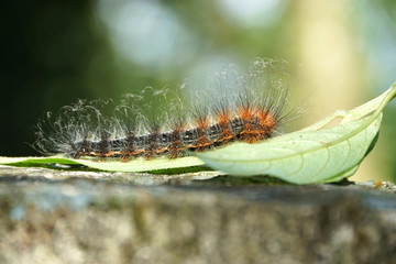 Furry caterpillars eating leaves in the forest.