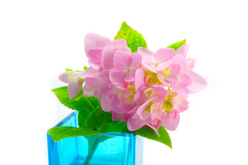 Pink Hydrangea flowers in blue glass.