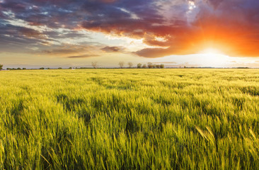 Barley green spring wheat field - meaodw