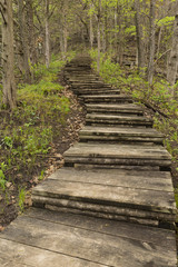 Step Trail In Woods During Spring