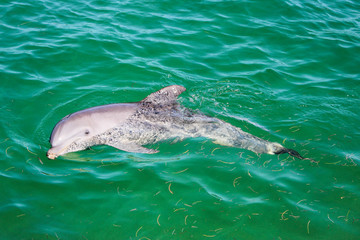 Дельфин в море. Dolphin in the sea