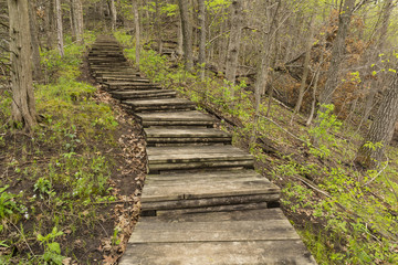 Naklejki  Krokowy szlak w lesie na wiosnę