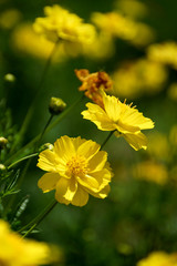 Yellow Cosmos flower