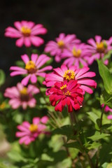 Fototapeta na wymiar Pink and red Zinnia flowers.