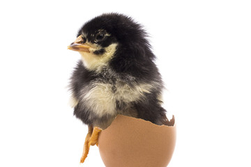 small dark chick climbs out of the eggshell