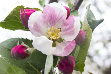Obraz premium apple blossom on a branch