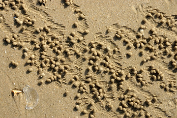 Sand texture from crab