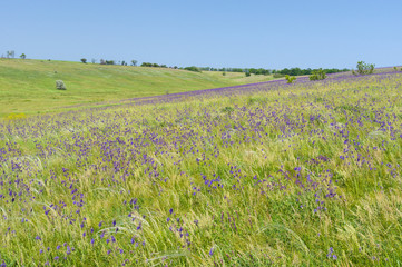 Fototapeta premium Wild Ukrainian steppe at spring season