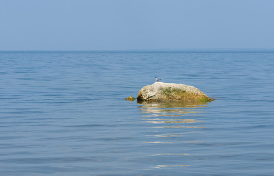 River scenery - stone and common tern (sterna hirundo) bird
