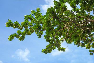 Blue sky background with Leaves.