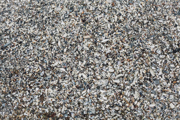 seashells beach
