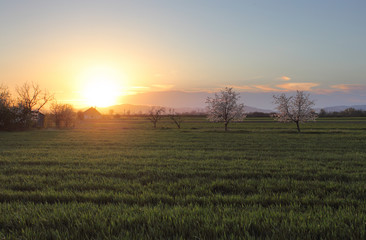 Cherry tree at sunset