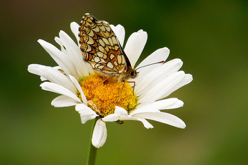 Obraz premium Melitaea phoebe