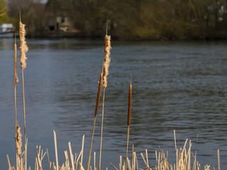 Bullrushes at rivers edge