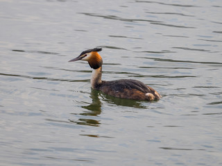 European great crested grebe
