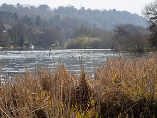 Bullrushes at rivers edge