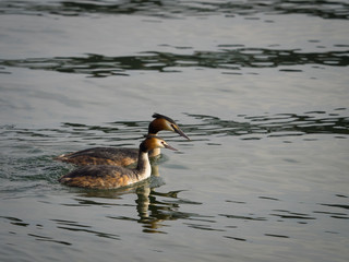 European great crested grebe pair