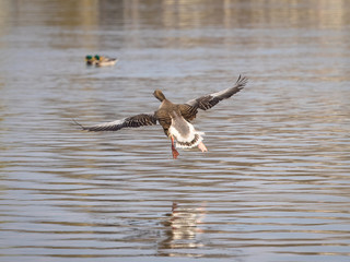 Pink footed goose in flight