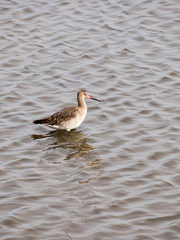 Black tailed Godwit
