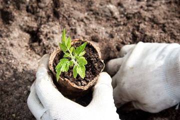 Hands putting tomato seedling