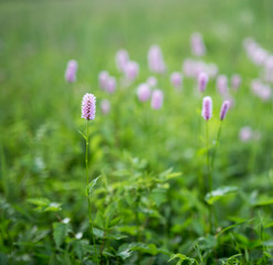 Blumenmeer